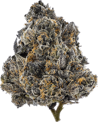 Gelato 33